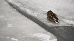 Семилетний мальчик провалился под лед и утонул в Астраханской области