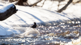 Пропавшие в Подмосковье дети могли утонуть