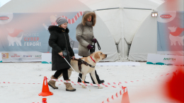 В России вводят ГОСТ для собак-поводырей