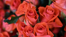 Мальчику, которому отказали в цветочном, прислали две коробки роз в качестве извинений