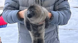 Крошечный малыш без мамы: на Ладожском озере спасли детеныша нерпы