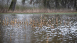 Поиски троих пропавших детей в Звенигороде: что известно к этому часу