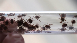 Сезон клещей близко: как защититься от возможных последствий укуса