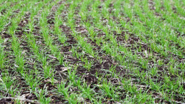 Секреты рассады: как ухаживать за будущим урожаем