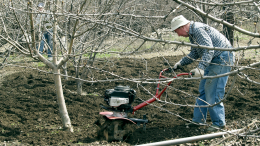 Сад просыпается — вредители тоже: четыре этапа защиты деревьев весной