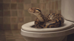 Кошмар в уборной: в школьном туалете гигантский питон вылез из унитаза
