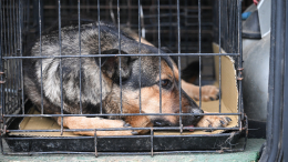 Штрафы за жестокое обращение с животными хотят увеличить до миллиона рублей
