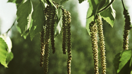 «Быстрый и дешевый»: назван самый доступный метод диагностики аллергии