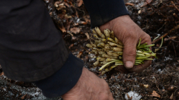 В Подмосковье мужчина отравился похожим на черемшу ядовитым растением