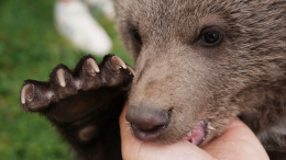 Трех осиротевших медвежат спасли в Свердловской области