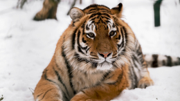 Разорвал мужчину и прятался по лесам: в Приморье поймали тигра-людоеда