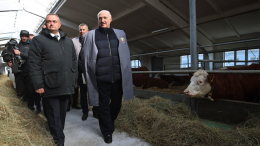 Александру Лукашенко подарили беременную телочку