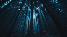 Пропавших мать и двоих детей нашли закопанными в лесу