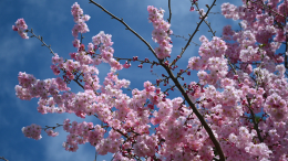 Названы даты цветения сакуры в Японии в 2026 году