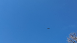 Обломки ИИ-дрона упали в центре Киева