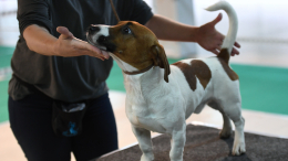Секрет идеального послушания: два шага к воспитанию собаки