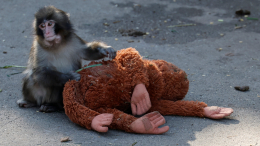 Брошенная мамой обезьянка Панч обзавелась подружкой