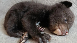 Брошенного матерью медвежонка спасли в Хабаровском крае