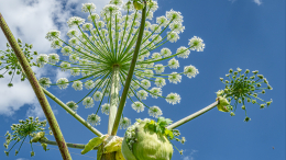 Дачников в Подмосковье предупредили о штрафах до миллиона рублей за борщевик