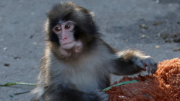 По образу и подобию: новая подружка обезьянки Панча — копия его плюшевой игрушки