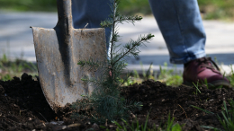 В России стартовала акция «Сад памяти»