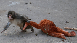 Социальная адаптация: как изменилась жизнь макаки Панча благодаря подружке