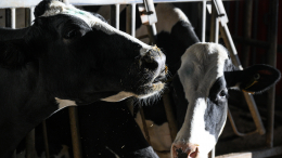 «Нас лишили дохода»: фермеры Новосибирской области протестуют против уничтожения скота