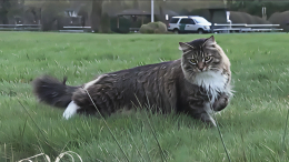 Нелегал с хвостом: кот регулярно незаконно пересекает границу США и Канады