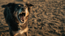 Собаки дизайнерских пород агрессивнее чистокровных сородичей