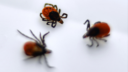 Агрессивные спринтеры: на юге России выявили клещей-мутантов