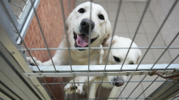 Более 800 животных из приютов Москвы нашли дом этой зимой