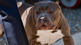 «Трижды укусил за лицо»: В Балашихе питбультерьер напал на четырехлетнего ребенка