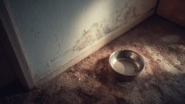 Живодерка заморила голодом двух кошек и хомяка, бросив их в пустом доме