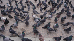 Юрист предупредила россиян о штрафах за кормление голубей во дворе