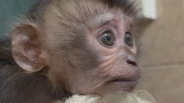 Обезьяна отказалась от детеныша в зоопарке Петербурга