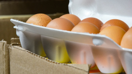 Дефицит куриных яиц возник перед Пасхой в Германии