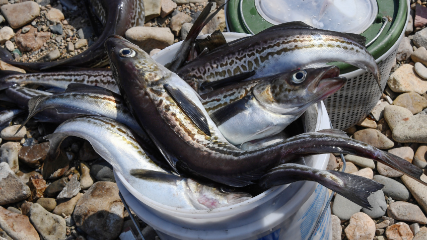 Новый старый вкус: как минтай делают национальным брендом России