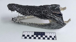 Сувенир с зубами: в багаже туриста в Новосибирске нашли головы крокодилов