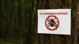 Кровососущие вернулись: в Московской области начался сезон активности клещей