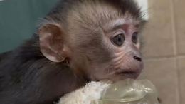 Вместо мамы: брошенный детеныш макаки в Ленинградском зоопарке не расстается с варежкой