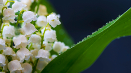 Красивые и опасные: почему ландыши могут привести к остановке сердца