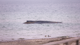 Смертельное мелководье: в Германии пытаются спасти кита, который выбросился на берег