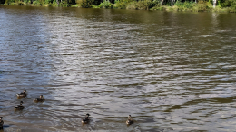 Тайна реки Утки: пропавшую в Петербурге школьницу могли убить