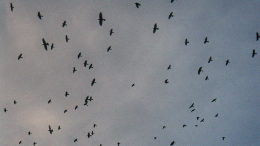 Плохой знак: тысячи ворон заметили в небе над Тель-Авивом