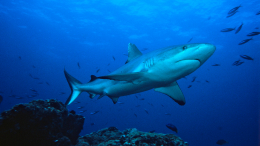 Кофеин и кокаин: на Багамских островах ученые обнаружили акул-наркоманов