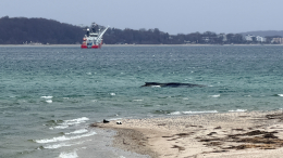 Шансов все меньше: почему не получается спасти застрявшего на мели кита на Балтике