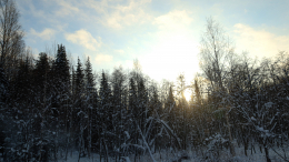 Еда со свалки и вода из реки: преступник восемь лет скрывался в тайге
