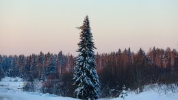 Куда пропали Усольцевы? Нейросети проанализировали версии исчезновения семьи