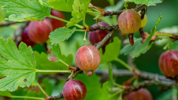 Россиянин объелся неспелого крыжовника, затаил обиду на жену и поджег ее