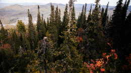 Семью скрыла тайга: поисковики назвали ключевые версии исчезновения Усольцевых